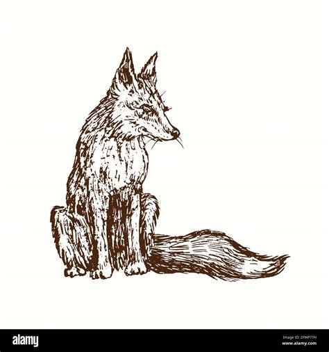 Red fox drawing hi-res stock photography and images - Alamy