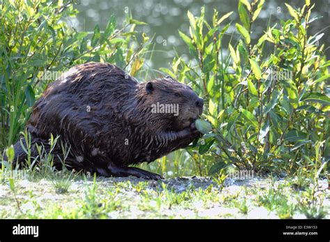 North American Beaver (Castor canadensis Stock Photo - Alamy