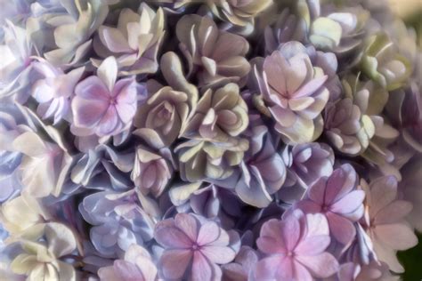 Hydrangea closeup | Free Stock Image - Barnimages