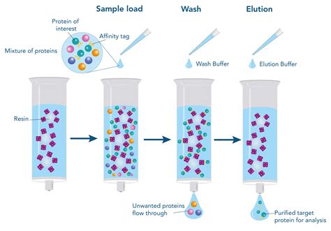 Protein Affinity Chromatography