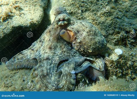 Octopus Vulgaris, Common Octopus Hunting. Stock Photo - Image of underwater, common: 160868510