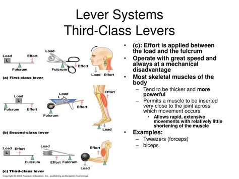 1st 2nd 3rd Class Levers In The Human Body