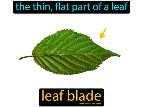 Leaf Blade - Easy Science | Easy science, Science facts, Science memes