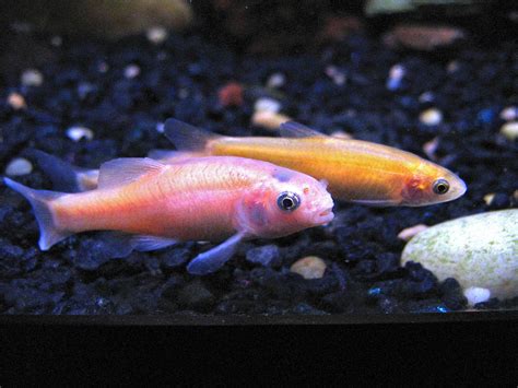 Rosy Red Minnow - The Care, Feeding and Breeding of Rosy Red Minnows - Aquarium Tidings