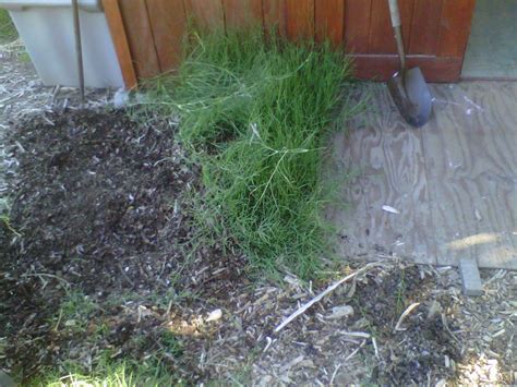 How to Remove Bermuda Grass Organically - Dengarden