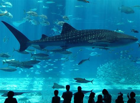 Istanbul Aquarium Ticket & Shuttle | Hop on Hop Off Istanbul