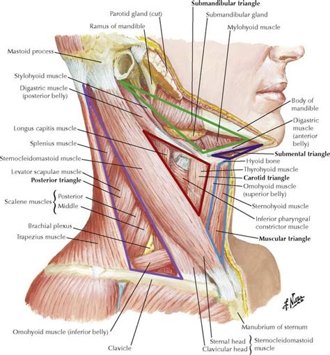 The Neck | Basicmedical Key