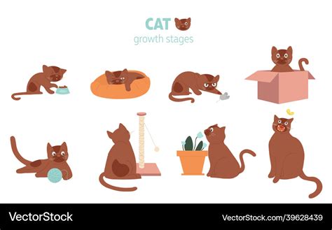 Set of cat growth stages composition icons Vector Image