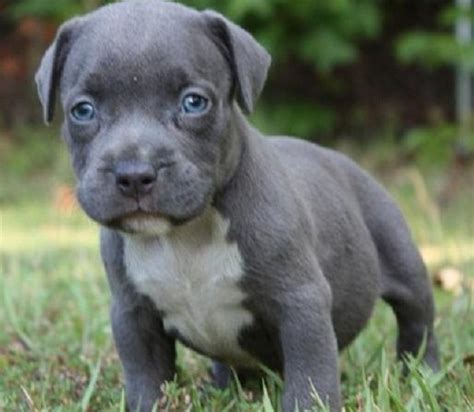 Albums 93+ Wallpaper Gray Pitbull With Blue Eyes Puppy Completed