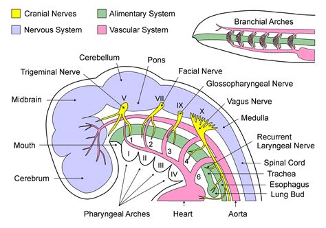 Pharyngeal Arches By