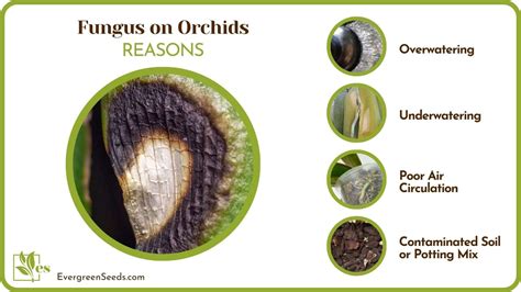 Fungus on Orchids: The Reasons and Best Treatment Methods