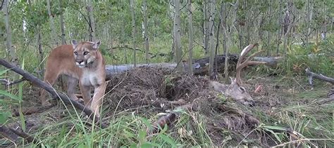 Mountain lions select specific spots to hunt primary prey - The ...