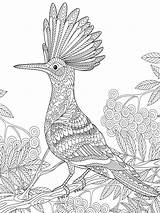 Hoopoe coloring pages sketch template
