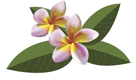 Tiare Flower Illustrations, Royalty-Free Vector Graphics & Clip Art ...