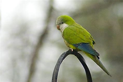 Monk parakeet