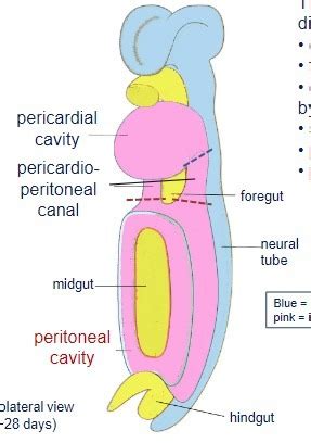 Intraembryonic coelom anatomy Diagram | Quizlet