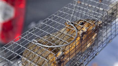 What Is the Best Squirrel Bait for Trapping? | Angie's List