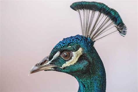 Can You Eat Peacock? - What To Consider - Foods Guy