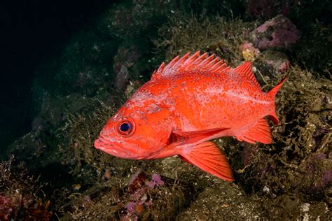 Rockfish of the Pacific Northwest.