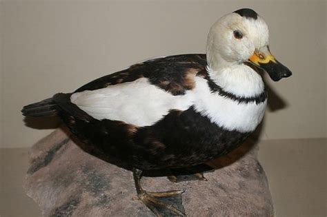 The Labrador duck (Camptorhynchus labradorius) is an extinct North American bird. The Labrador ...