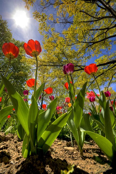 Cleveland Botanical Garden | Spring at the Cleveland Botanic… | Flickr