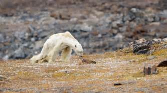 Viral Video: Polar Bear Starving on Iceless Ground Sparks Outrage - Mercy For Animals