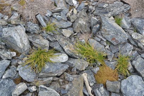 The Plants of Antarctica