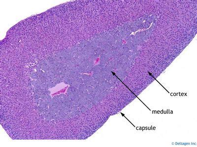 Adrenal gland histology labeled | Adrenal Gland Histology - Adrenal gland (labels) - histology ...