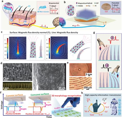 a) Illustration of the tactile perception mechanism of human skin. b ...