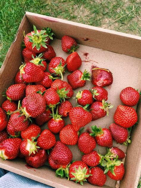 strawberry picking 🍓