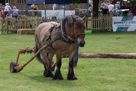 Heavy Horses | The Bath & West Showground