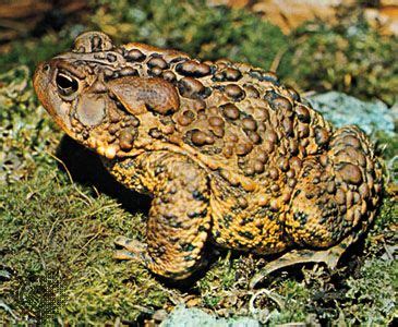 American toad | amphibian | Britannica