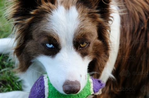 Image of Border collie with brown and blue eyes - Austockphoto