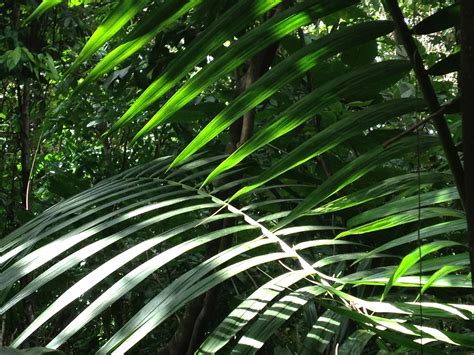 Rainforest Leaves Free Stock Photo - Public Domain Pictures