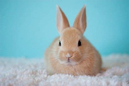 Rabbit Snuffles: Causes, Prevention, and Cure. - Rabbits Life