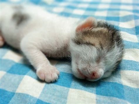 Sweet Baby Kitten Sleeping Picture Stock Photo - Image of tired, relaxing: 152261214