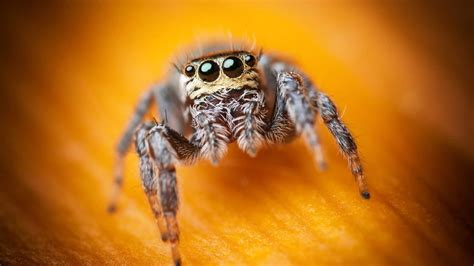 Spiders Looking Cute - Viral Rang