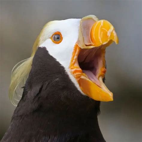 Tufted Puffin - Facts, Diet, Habitat & Pictures on Animalia.bio