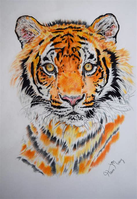 Tiger Colour Pencil Drawing | ubicaciondepersonas.cdmx.gob.mx