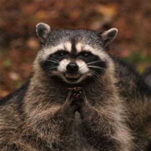 Evil plotting raccoon Blank Template - Imgflip