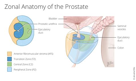 Zonal Anatomy of the Prostate – Jerusha Ellis Medical Illustration & Instructional Design