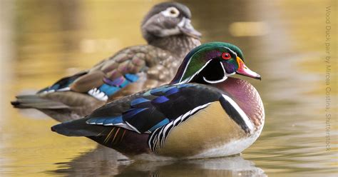 Wood Duck - American Bird Conservancy