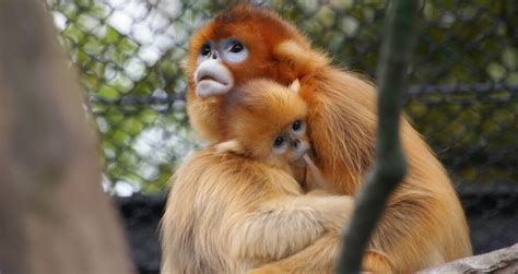 The Golden Snub-Nosed Monkey, China's Cute Yet Endangered Primate