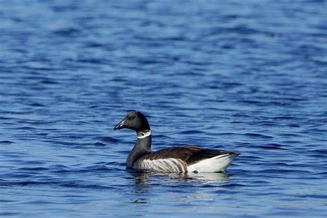 Victoria Daily Photo: Brant Goose