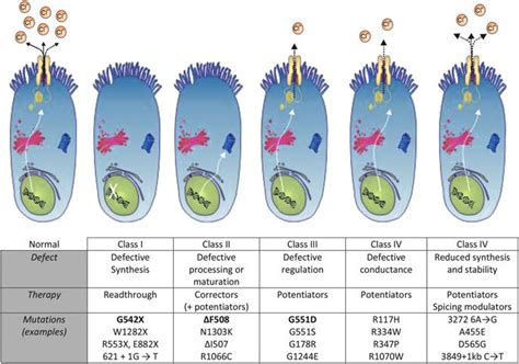 5 Classification of CFTR mutations according to protein production and ...