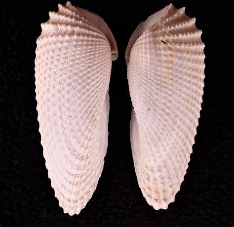 3 Sets of Medium Angel Wing Shells, 6 Shells In Great Condition, FREE ...