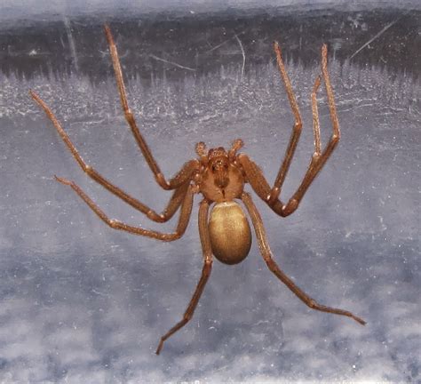 Brown Recluse Identification