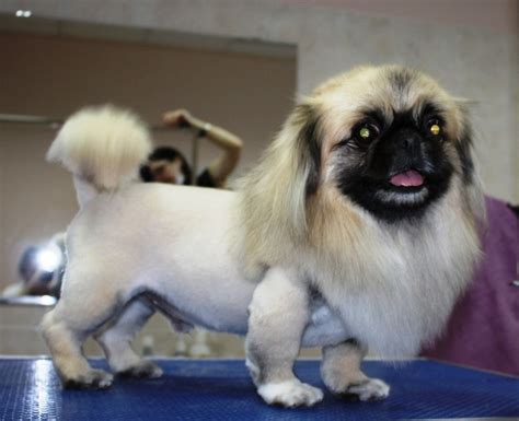 Pekingese haircut (27 photos): what is grooming and why is it needed? Why dogs behave strangely ...