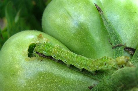 Insect pests of vegetables | Vegetable Pathology – Long Island ...