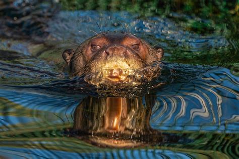 Biologist in Argentina discovers near extinct giant otter